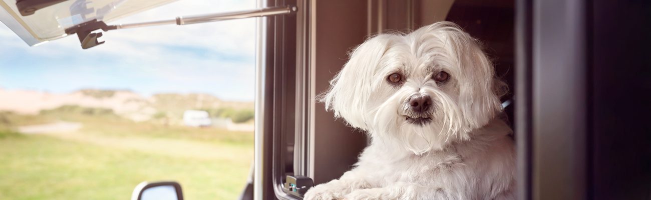 perro blanco caravana
